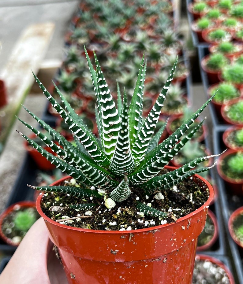 Zebra Plant, Haworthia Fasciata, Small Succulent, Easy care plant in 2, 4 pot image 1