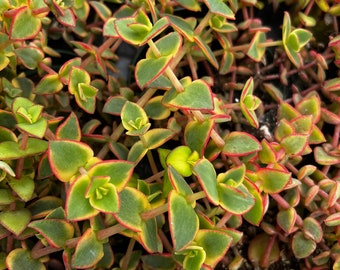 Calico Kitten Crassula, Pellucida Variegata, Variegated Succulent, Live Hanging Plant in 2'', 4'' pot