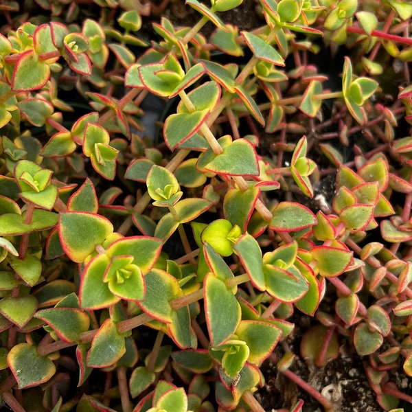 Calico Kitten Crassula, Pellucida Variegata, Variegated Succulent, Live Hanging Plant in 2'', 4'' pot