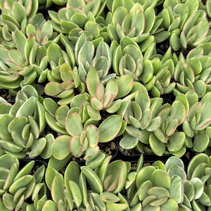 May include: Close-up of a collection of green succulent plants with pink and white edges. The leaves are oval-shaped and tightly packed together. The plants are in small black pots, creating a dense, textured pattern.