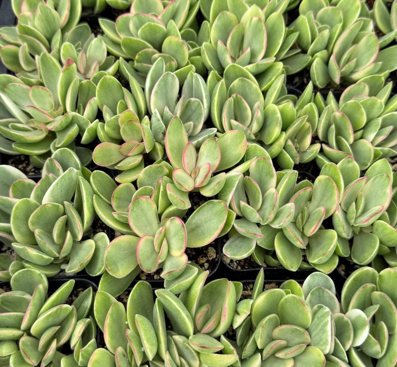 May include: Close-up of a collection of green succulent plants with pink and white edges. The leaves are oval-shaped and tightly packed together. The plants are in small black pots, creating a dense, textured pattern.