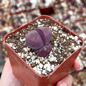 May include: A small purple succulent plant in a brown square pot. The plant has a unique shape with two lobes.
