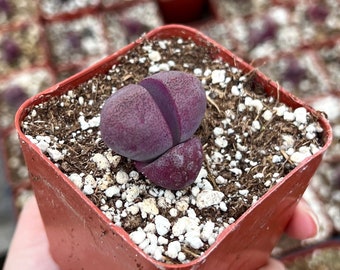 Pleiospilos Royal Flush, Purple Rare Succulent, Purple Lithop, Small Lithop in 3" pot