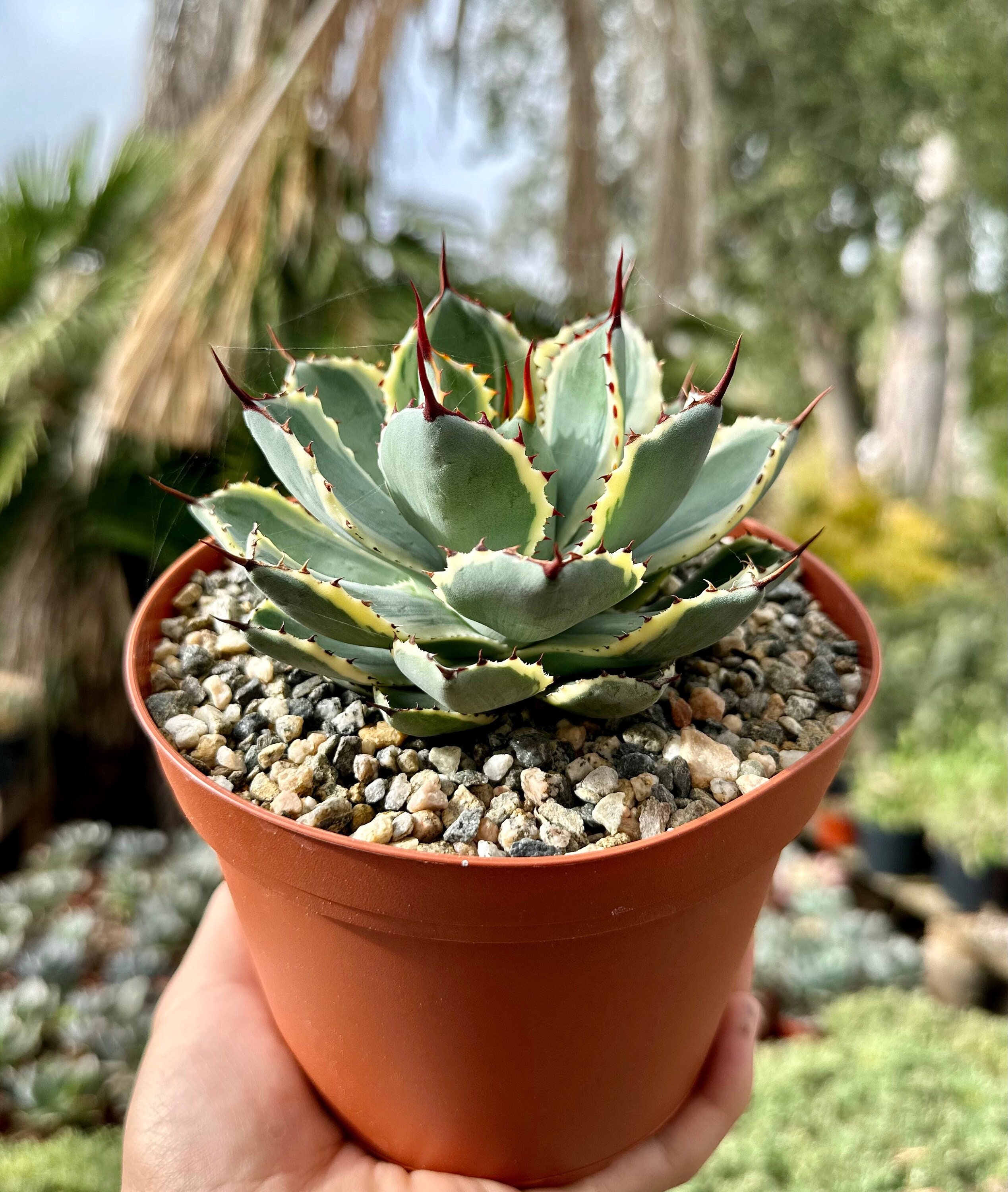 アガベ　イシスメンシス　プリンセスクラウン アガベ プリンセスクラウン レアの通販 by 黒金's shop｜ラクマ