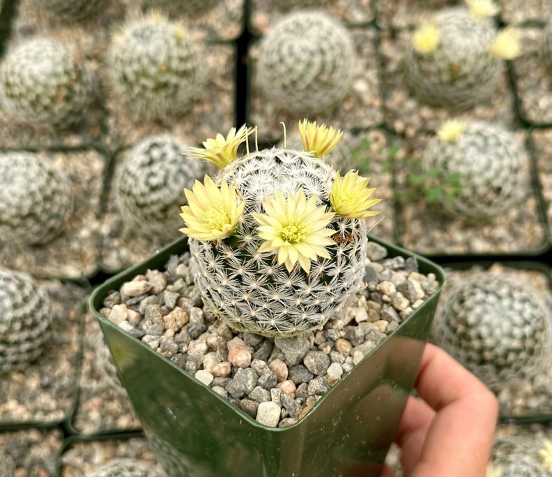 Mammillaria Duwei, Rare Cactus, Live Plant in 3 pot image 1