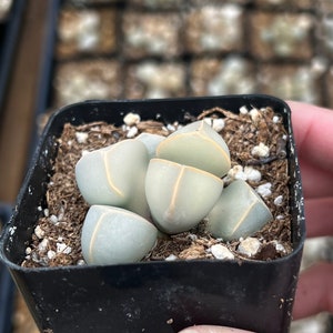 2 pot Lapidaria Margaretae, Karoo Rose, split rock plant image 3