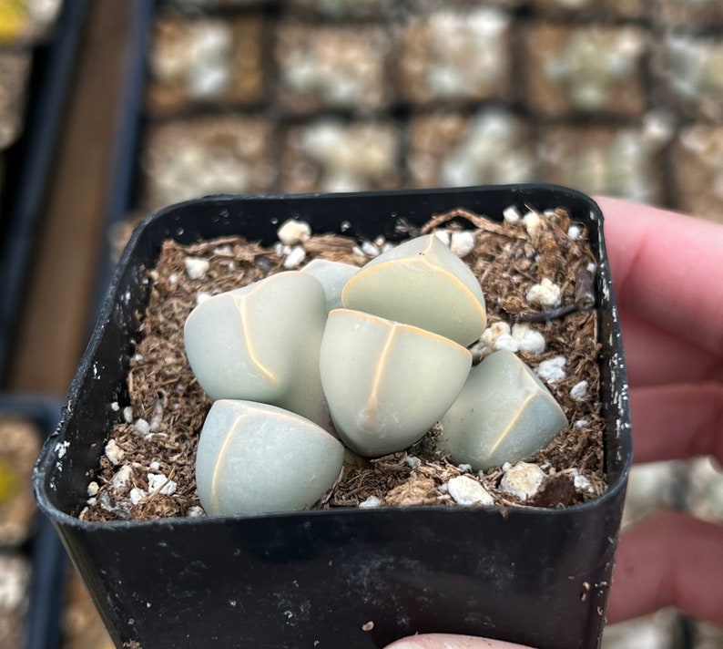 2 pot Lapidaria Margaretae, Karoo Rose, split rock plant image 3