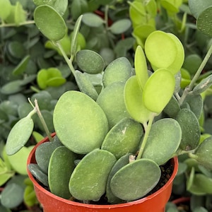 May include: Close-up of a potted plant with round, green leaves. The plant has a trailing habit, with stems cascading over the edge of the terracotta pot. The leaves are a mix of light and dark green, creating a textured appearance.