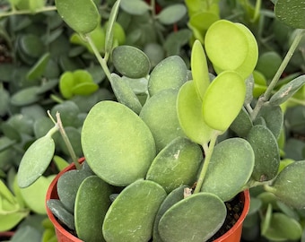 String of Coins | Silver Dollar Vine | Xerosicyos Danguyi | Live Plant in 4" pot