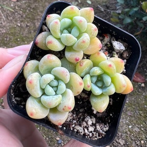 Sedum Clavatum, Tiscalatengo Gorge, Floral Succulent, Rock Garden Plant, Live Plant in 2.5&#39;&#39; pot