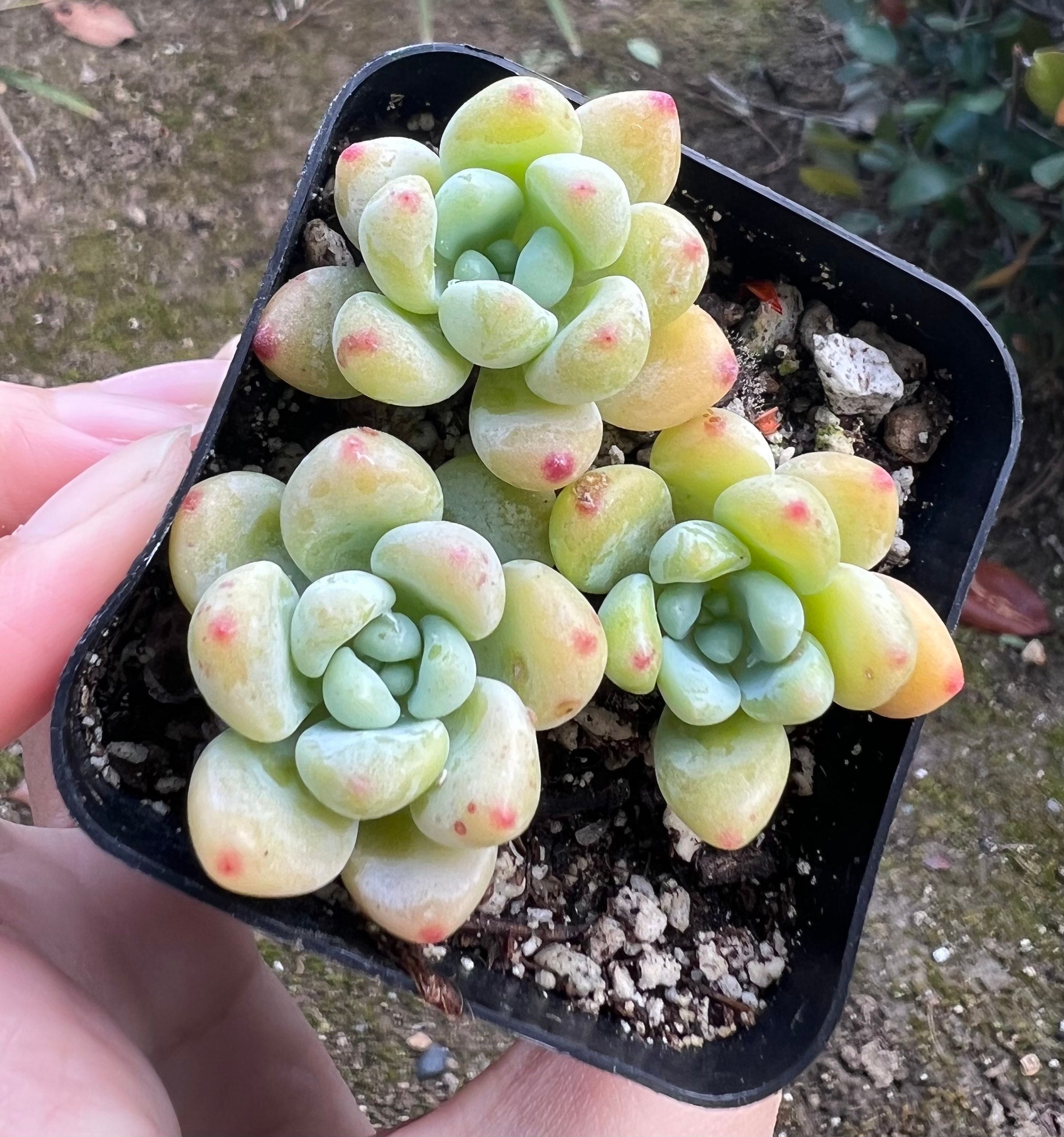 Sedum Clavatum, Garganta de Tiscalatengo, Suculenta Floral, Planta de  Jardín de Rocas, Planta Viva en maceta de 2,5'' - Etsy México, image size:2394x2559