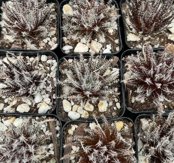 Rare Gasteraloe ‘Midnight’ Exotic Black Aloe Succulent – Live Plant In 2" Pot