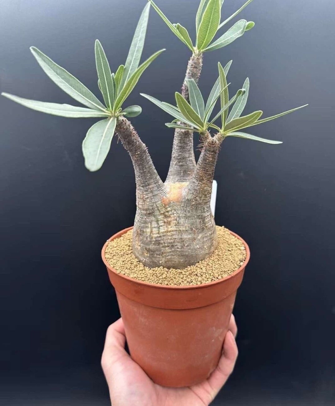 OZWRT Spirit of Pachypodium グラキリス OZWRT Spirit of Pachypodium(agave) | eBay
