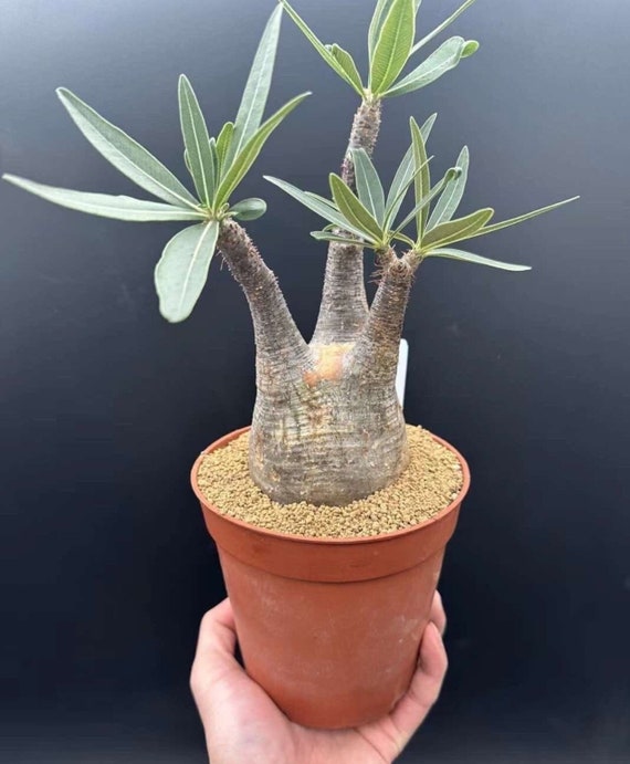 OZWRT Pachypodium Graciliphant グラキリファント Gracilius, Exotic Rare Plant, Unique Plant Collection, Ship in