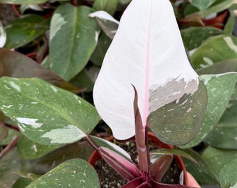May include: A Philodendron Pink Princess plant featuring large, heart-shaped leaves with variegated patterns of deep green, creamy white, and soft pink. The central stem and leaf petioles are a deep burgundy red, supporting the foliage in a pot.