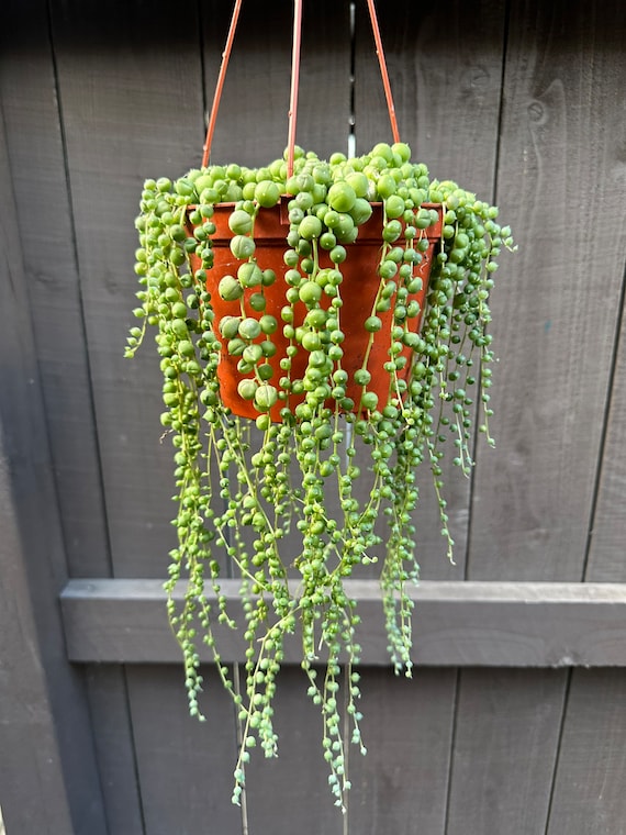 evergreen hanging plants Inventor's Bundle | Evergreen (Basket Weave Texture) main image 0