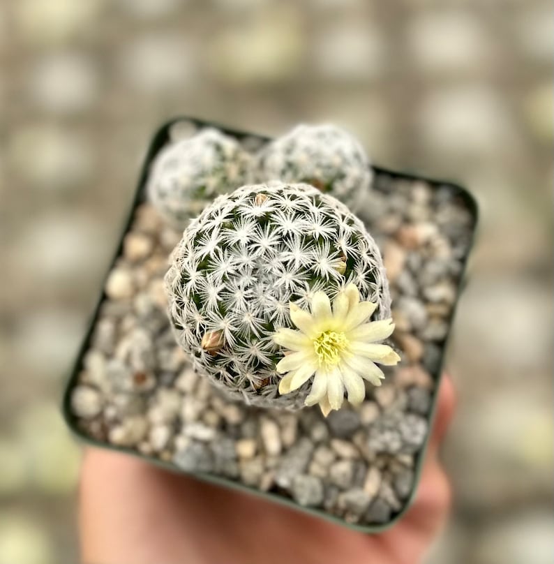 Mammillaria Duwei, Rare Cactus, Live Plant in 3 pot image 4