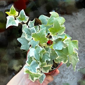 Glacier English Ivy, Trailing Plant, Climbing Plant, Easy Care House Plant in 4'' pot image 3