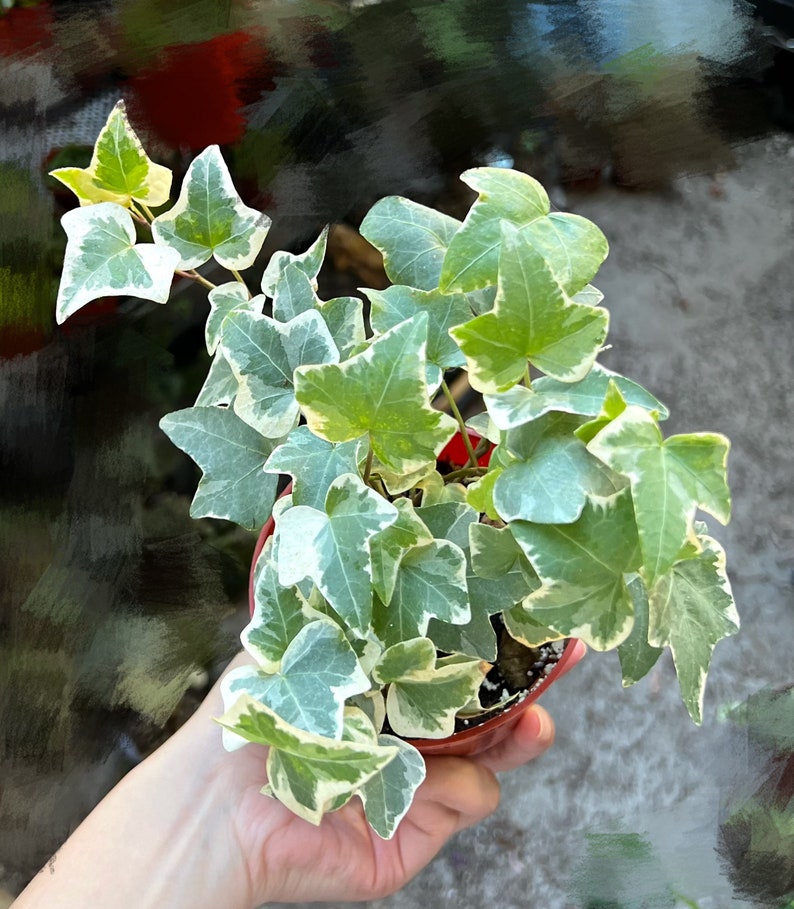 Glacier English Ivy, Trailing Plant, Climbing Plant, Easy Care House Plant in 4'' pot image 3