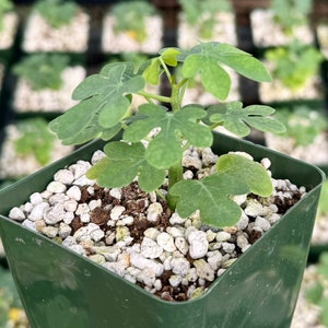 May include: A small fig tree seedling in a green square pot. The plant has several green, lobed leaves and is surrounded by white pebbles. The background shows other similar plants in a greenhouse setting.