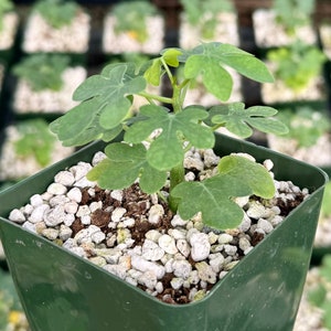 Adenia Glauca, Suculenta rara, Planta de interior única, Planta trepadora en maceta de 3, 3,5, 6 3"