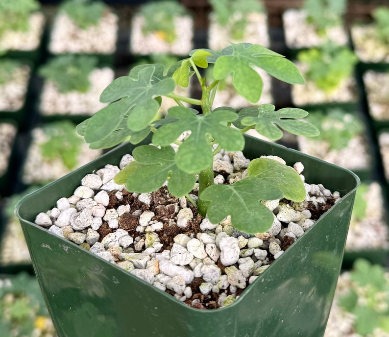 May include: A small fig tree seedling in a green square pot. The plant has several green, lobed leaves and is surrounded by white pebbles. The background shows other similar plants in a greenhouse setting.