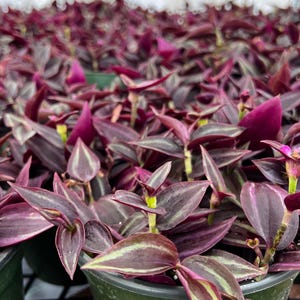 Puede incluir: Primer plano de un grupo de plantas en maceta con hojas de color verde oscuro y morado. Las plantas est&aacute;n en macetas peque&ntilde;as de color negro y est&aacute;n dispuestas en una fila.