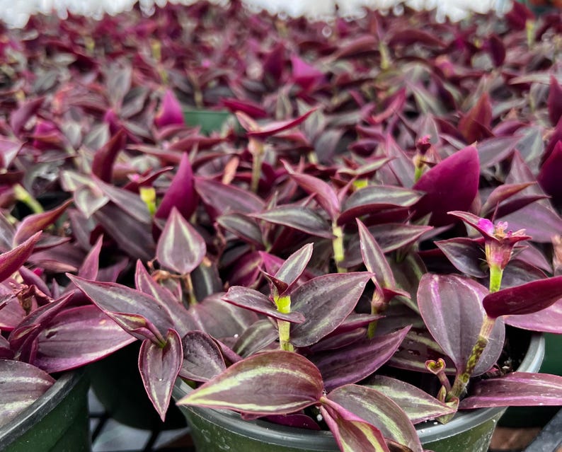 Puede incluir: Primer plano de un grupo de plantas en maceta con hojas de color verde oscuro y morado. Las plantas est&aacute;n en macetas peque&ntilde;as de color negro y est&aacute;n dispuestas en una fila.