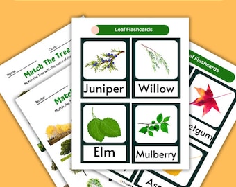Alberi del Nord America Identificazione stampabile di foglie e alberi Attività della natura Risorsa per aule didattiche per materiali Montessori della scuola materna