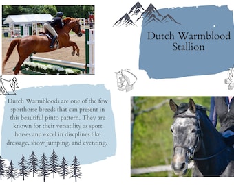 Reference Card Template - Halter - Mountain Time