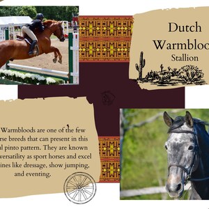 Op de afbeelding: Een Nederlandse Warmbloed hengst, een ras dat bekend staat om zijn veelzijdigheid in paardensporten, wordt getoond terwijl hij over een hindernis springt. Het paard is een pinto, met een wit en bruin vacht. Het paard draagt een zadel en hoofdstel. De tekst "Dutch Warmblood Stallion" is zichtbaar in de afbeelding.