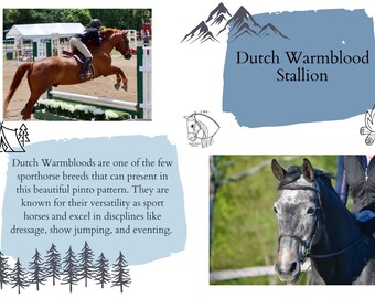 May include: A grey Dutch Warmblood stallion with a white blaze on its face. The horse is wearing a black bridle and is being ridden by a person wearing a black shirt and black trousers. The horse is standing in a field with green grass and trees in the background. The text "Dutch Warmblood Stallion" is written in black text on a blue background.