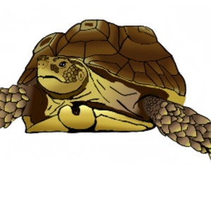 Sulcata Tortoise Vinyl Sticker