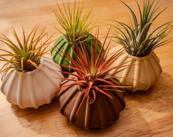 Air Plant Holder Pot For Air Plant Cute Air Plant Holder Gift (2 pack)