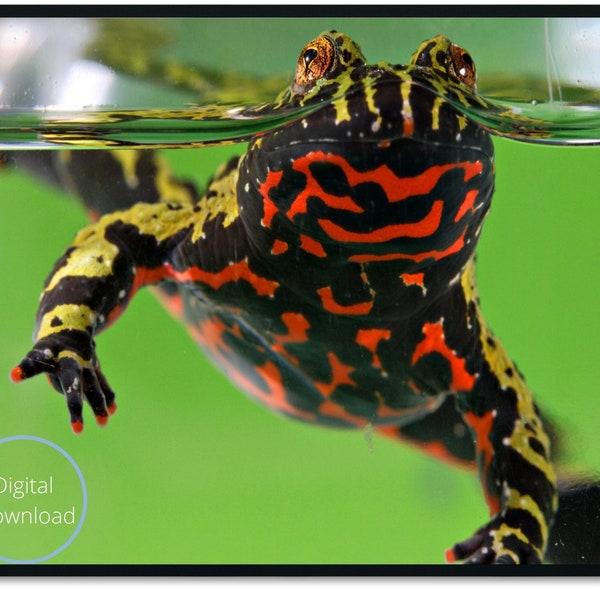 Oriental Fire-Bellied Toad Instant Digital Download Printable Wall Decor in 16 Sizes up to Poster Size 36 inches x 24 inches