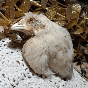 May include: A close-up of a small, fluffy bird with light brown and white feathers. The bird has a white beak and is resting on a white crocheted surface. Gold glittery leaves are in the background.