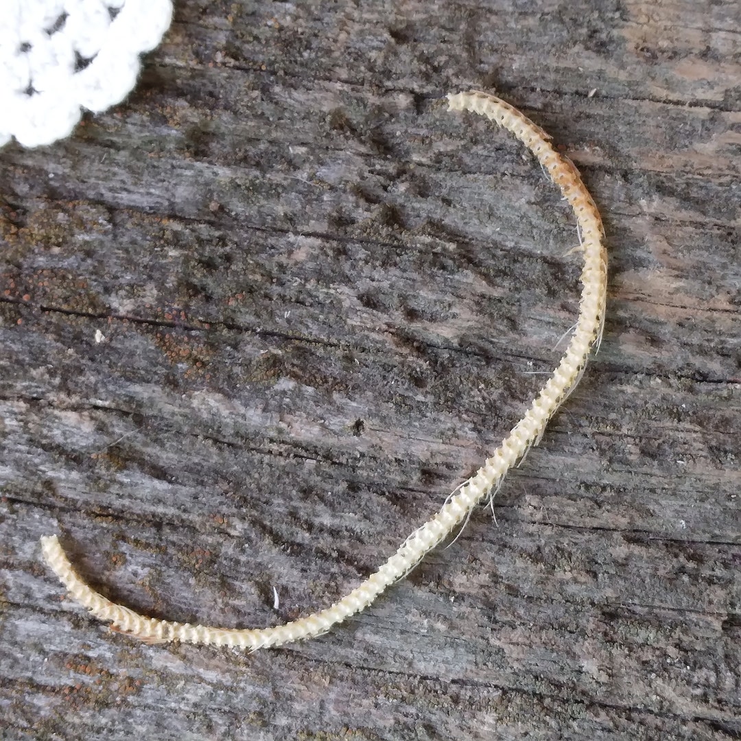 Deathtaxusa 633 Real Animal Baby Stillborn Cornsnake Corn Snake