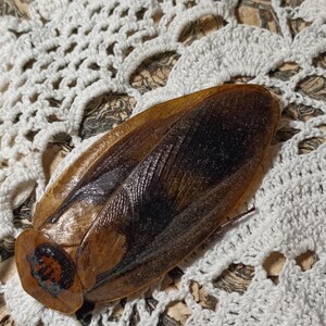 May include: A large, brown insect with dark brown and black markings, possibly a cockroach, rests on a white crocheted doily. The insect's wings are visible, and its body has a segmented appearance. The background is a patterned fabric.