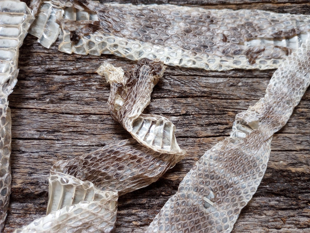 Deathtaxusa 51 30 Venomous Rattlesnake Rattler Skin Shed Molt Snakes ...