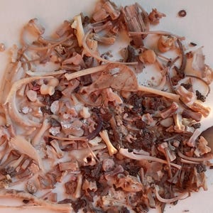 May include: A close-up shot of a pile of small, light brown animal bones and bone fragments. The bones vary in size and shape, with some appearing curved and others straight. The image is well-lit, highlighting the texture and details of the bones.