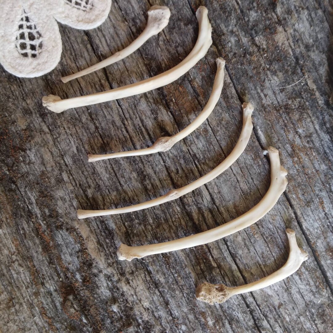 Deathtaxusa 784 Real Animal Opossum PATHOLOGICAL Rib Ribs Bone Lot ...