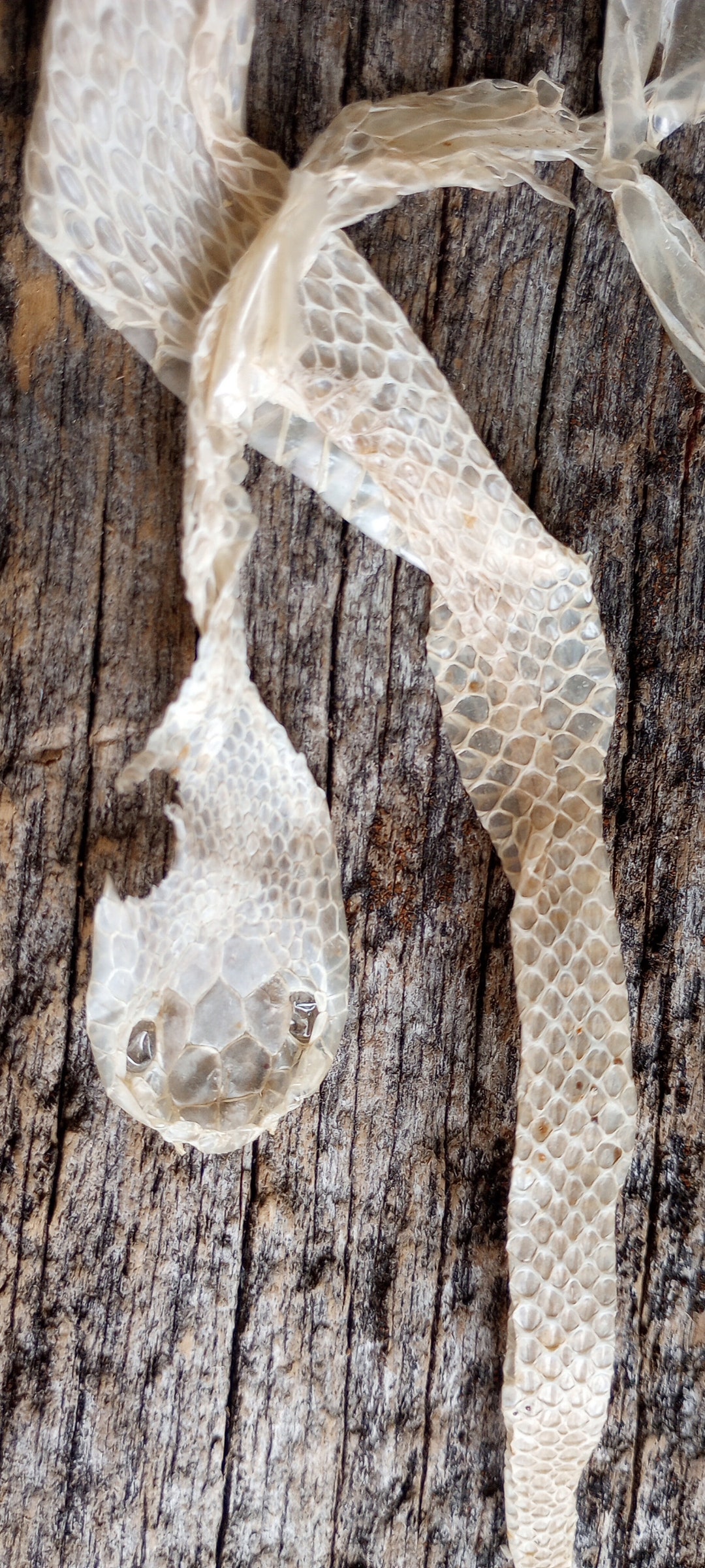 Deathtaxusa 49 35 Copperhead Venomous Snake Skin Shed Molt Serpent