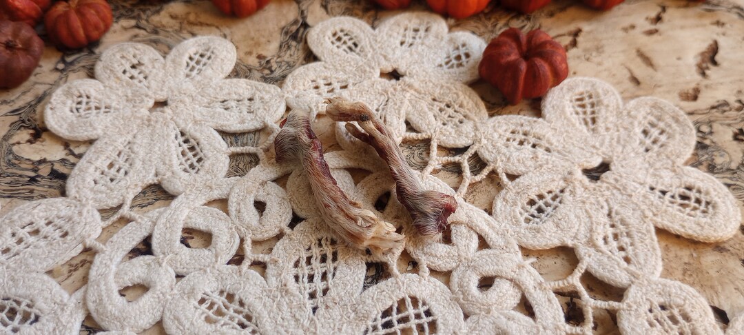 Rodent Foot Skeleton Deathtaxusa 2368 Real Mummified Dried Large Adult Domestic Rodent Feet ...