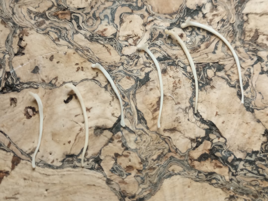 Snake Ribs Bone Deathtaxusa • #2716 - Real Venomous Eastern Diamondback Rattler ...