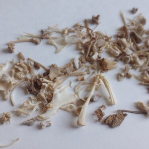 May include: A collection of small, off-white animal bones and bone fragments scattered on a white surface. The bones vary in size and shape, with some appearing to be ribs, vertebrae, and other skeletal components. The overall arrangement suggests a natural history or anatomical theme.