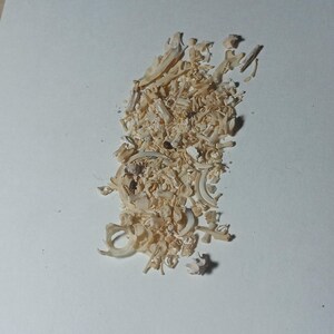 May include: A pile of small, off-white bone fragments and pieces, possibly from an animal skeleton, scattered on a white surface. The fragments vary in size and shape, with some appearing curved or rounded.