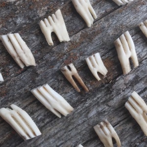 May include: A collection of white bone-like objects with a textured surface. The objects are arranged in a pattern on a wooden surface.