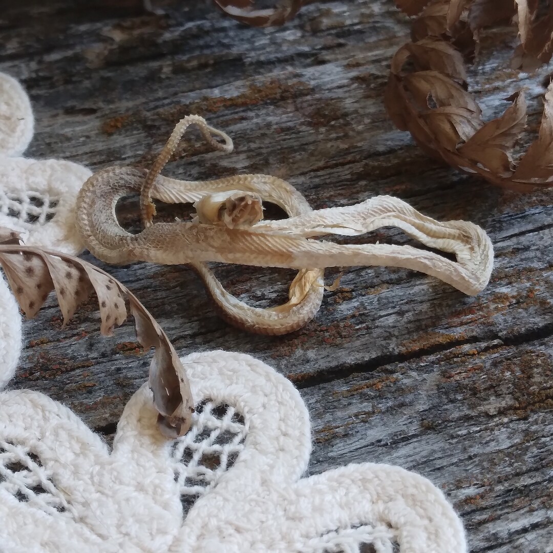 Deathtaxusa 118 Real Animal Baby Mummified Stillborn Cornsnake Corn