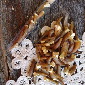 May include: A glass test tube filled with a collection of brown animal claws, with a cork stopper. The claws are arranged in a pile on a white lace doily.