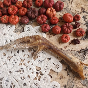 May include: An assortment of small, orange and maroon pumpkins scattered on a textured surface, alongside a white lace doily and a dried bird foot. The pumpkins vary in size and shape, creating a rustic autumn theme.
